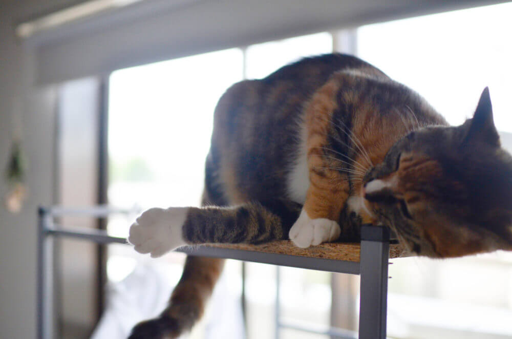 IKEA家具でDIYしたキャットタワーでくつろぐ愛猫、パッタイ。